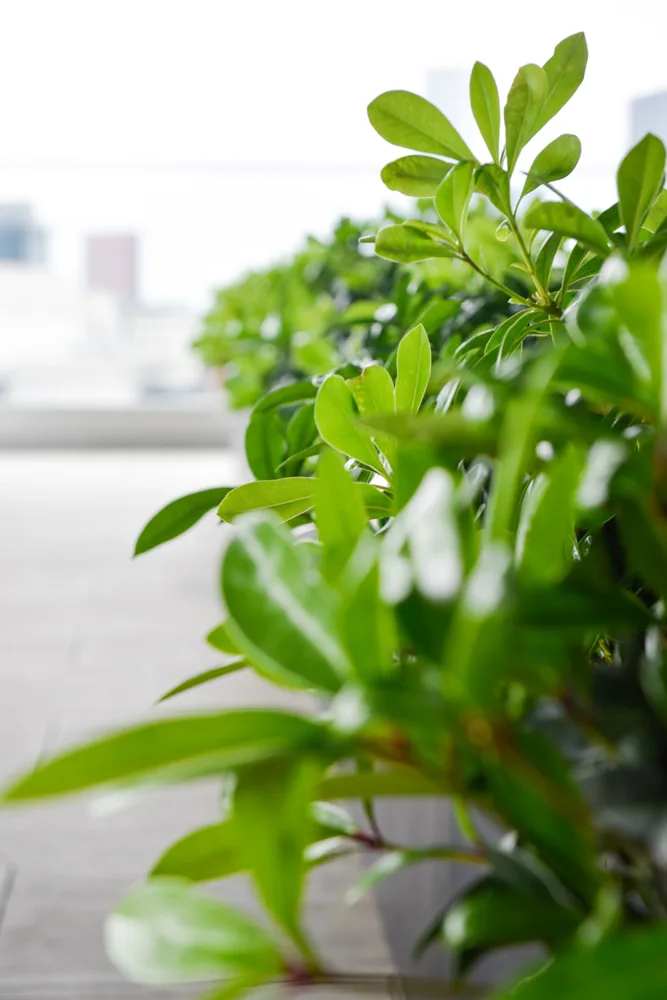 Green planting detail on a light-filled terrace